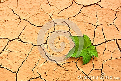 Green leaf on cracked ground Stock Photo