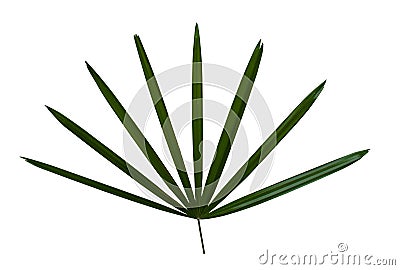 Green leaf Decorative isolated on white background Stock Photo