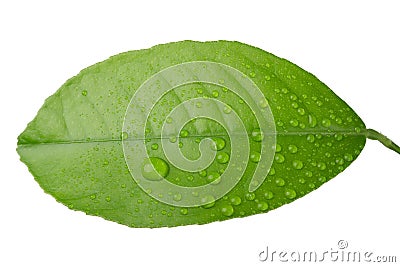 Green leaf with dew drops Stock Photo