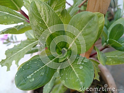 Green leaf with dewy Stock Photo