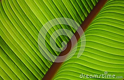 Green leaf with diagonal red vein Stock Photo
