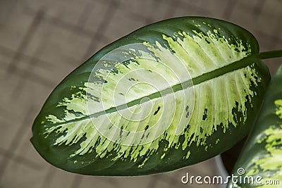 Green leaf of Dieffenbachia. Stock Photo