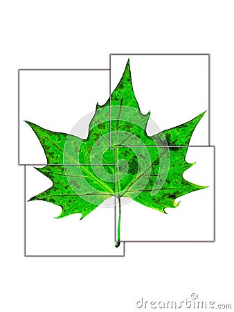 Green leaf divided in a four squares Stock Photo