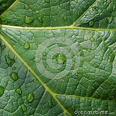 Green leaf with drops. Raindrops on a green leaf. Stock Photo