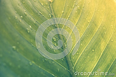 Green leaf with drops of water - Abstract green striped nature b Stock Photo