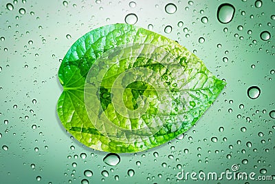 Green leaf environment concept save the earth. Stock Photo