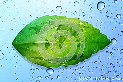 Green leaf environment concept save the earth and water drop bac Stock Photo
