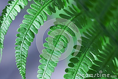 Green leaf of fern close up, macro photo Stock Photo