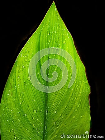 Green leaf with few raindrops in solid black background. Stock Photo