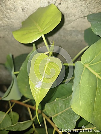 Green Leaf of Ficus Religiosa & x28;Bodhi Peepal Tree& x29; Stock Photo