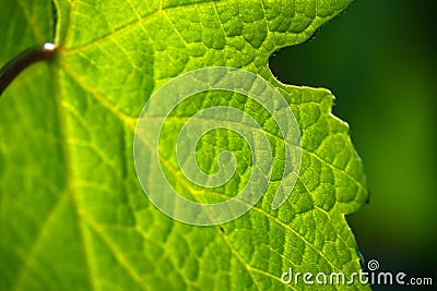 Green chlorophyll where the leaf performs photosynthesis Stock Photo