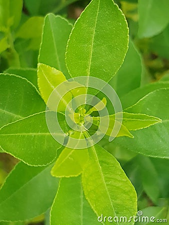 Green folower or leaf nature photography Stock Photo