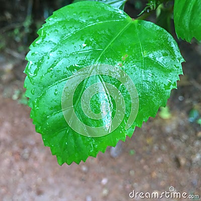 Green Leaf Stock Photo