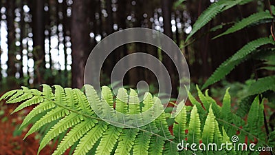 Green leaf with forest in the background Stock Photo