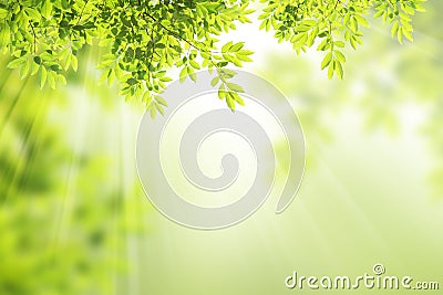 Green leaf frame. Stock Photo