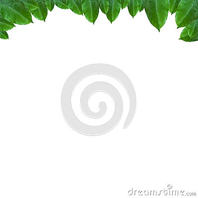 leaf frame layout for decoration Stock Photo