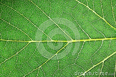 Green leaf fresh detailed rugged surface structure extreme macro closeup photo with midrib, leaf veins and grooves Stock Photo