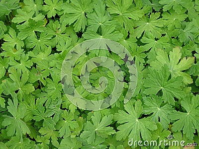 Green leaf of the geranium, beautiful green textured natural background Stock Photo