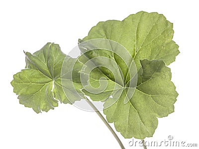 Green leaf geranium Stock Photo