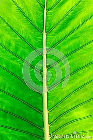 Green leaf on a gleam Stock Photo