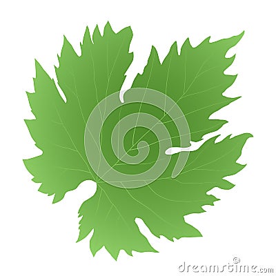 Green leaf grape Vector Illustration