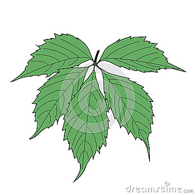 Green leaf grape on white background. Vector Illustration Stock Photo