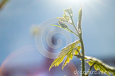 Green leaf of grapes on blue sky Stock Photo