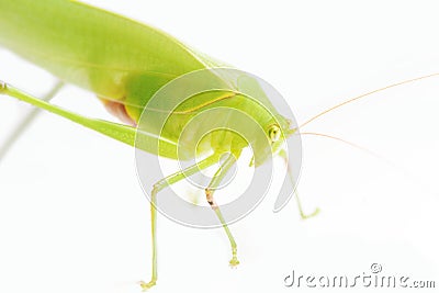 Green Leaf Grasshopper on White Background. Stock Photo