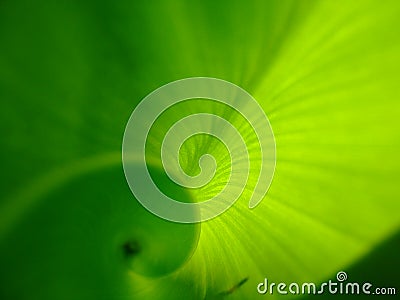 Green leaf with hints of sun Stock Photo