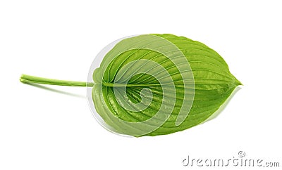 Green leaf of hosta plantain with water drops isolated on white background Stock Photo