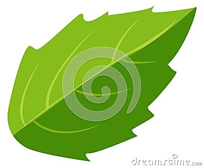 Green leaf icon. Cartoon basil. Cooking herb Stock Photo