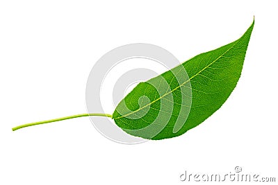 Green leaf isolated. Plum leaf on white background Stock Photo