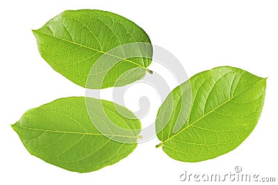 Green leaf isolated white background Stock Photo