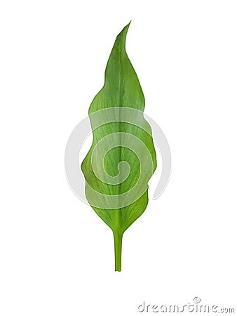 Green leaf isolated on white background plant foliage natural freshness vibrant Stock Photo