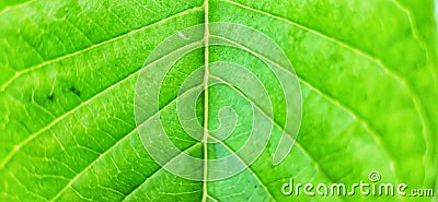 Green leaf jamboo texture background Stock Photo