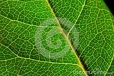Green leaf macro, detail veining Stock Photo