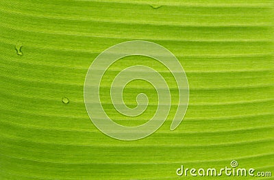 Green leaf macro, green fresh plants close up for background Stock Photo