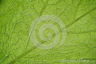 Green leaf with a macro magnification for the background image. Stock Photo