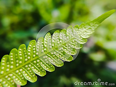 Green leaf macro photography close up macro Extreme Stock Photo