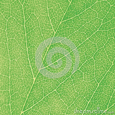 Green Leaf Macro Textured Closeup Large Detailed Abstract Background Texture Pattern Detail Stock Photo