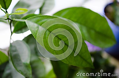 Green leaf. Mandarin. Mandarin leaves. Mandarin on the window Stock Photo