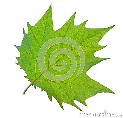 Green leaf of mapple veins isolated in white for background Stock Photo