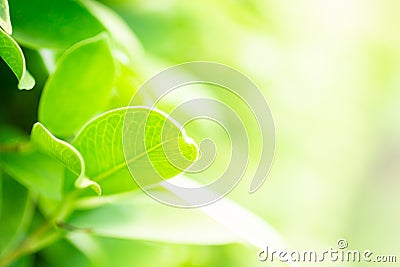 Green leaf in the morning with sunlight at garden ,natrural green plants. Image use for background concept Stock Photo
