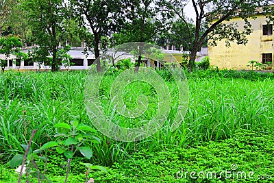 Green leaf Natural Picture. Forest and green Jungle tree.Beautiful natural scenery.Deep tropical jungles.Autumn landscape. Fall ba Stock Photo