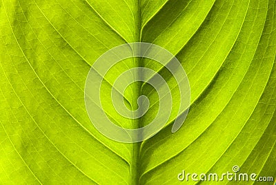 Green leaf nature background Stock Photo