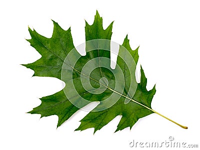 Green leaf oak Stock Photo