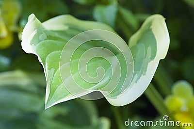 Green leaf, one leaf, hd textured background Stock Photo