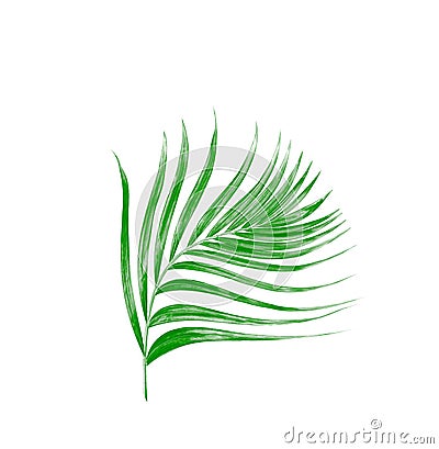 Green leaf of palm tree isolated on white Stock Photo