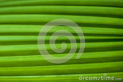 Green leaf of a palm tree Stock Photo