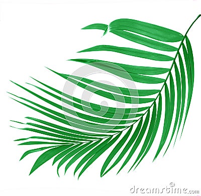 Green leaf of palm tree Stock Photo